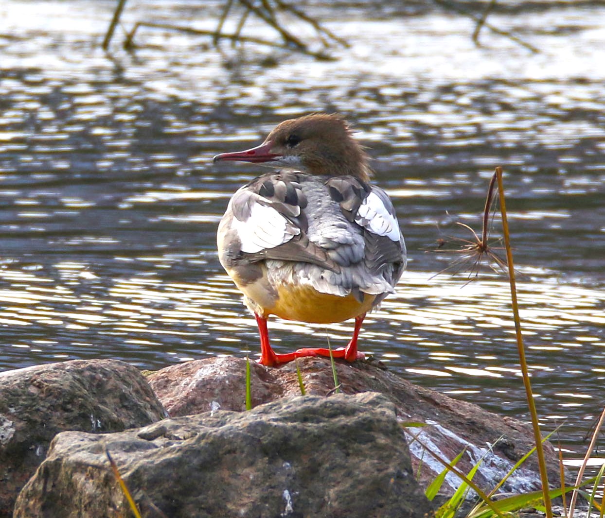 Flocks of wintering waterfowl are already observed in Kaunas